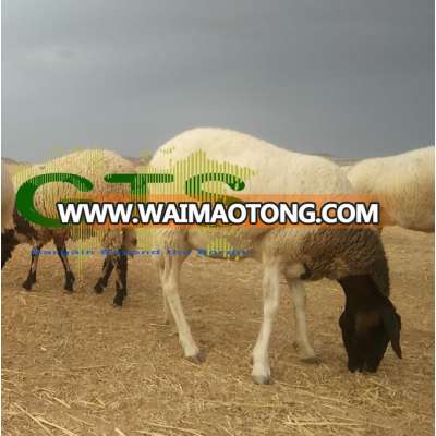 Greasy, unscoured raw merino white & sheep wool from Morocco, Tunisia, Algeria